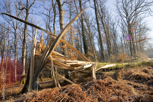 Foto Degat de la tempete en foret de troncais