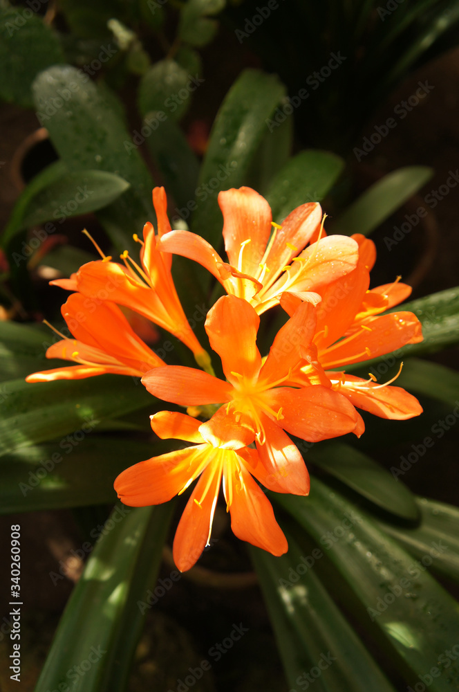 Orange clivia miniata or natal lily flowers with green vertcial Orange clivia miniata or natal lily flowers with green vertcial