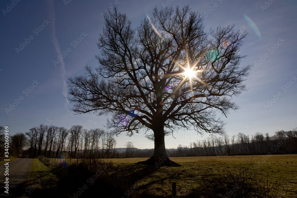 Degat de la tempete en foret de troncais Degat de la tempete en foret de troncais