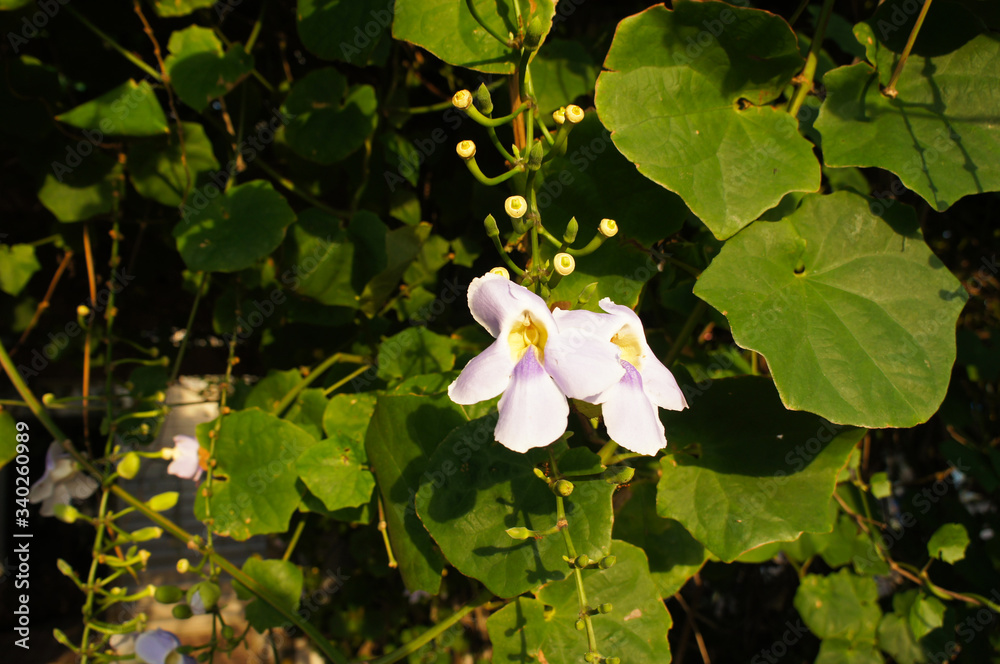 Thunbergia grandiflora roxb or bengal clockvine blossoming creeping plant Thunbergia grandiflora roxb or bengal clockvine blossoming creeping plant