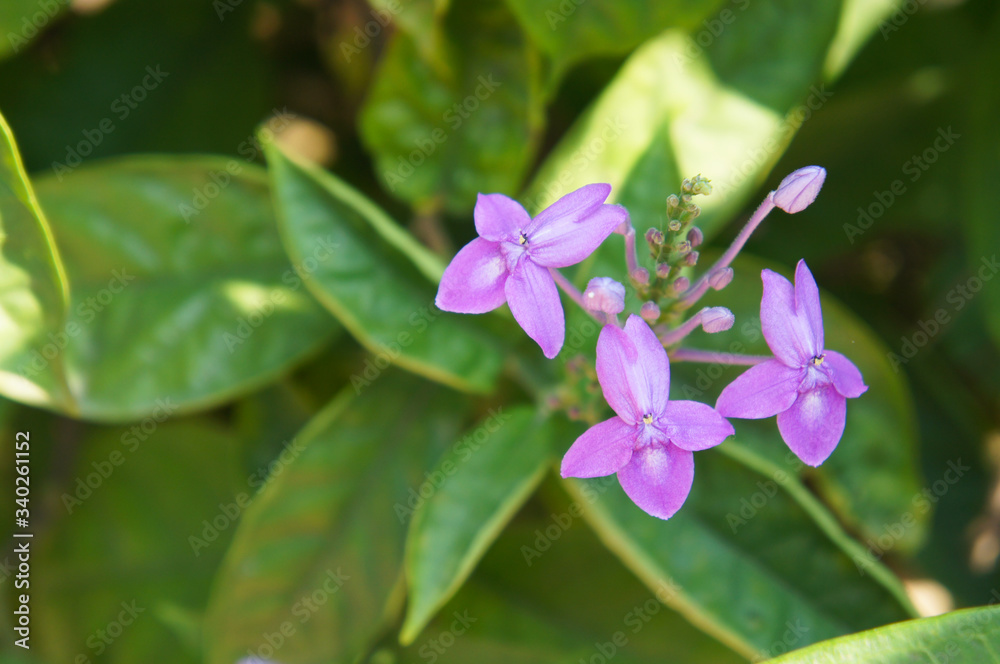 Violet flowers of chocolate plant or pseuderanthemum alatum Violet flowers of chocolate plant or pseuderanthemum alatum