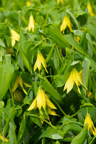 Uvularia grandiflora or the large-flowered bellwort or merrybells yellow flowers with green grass vertcial
