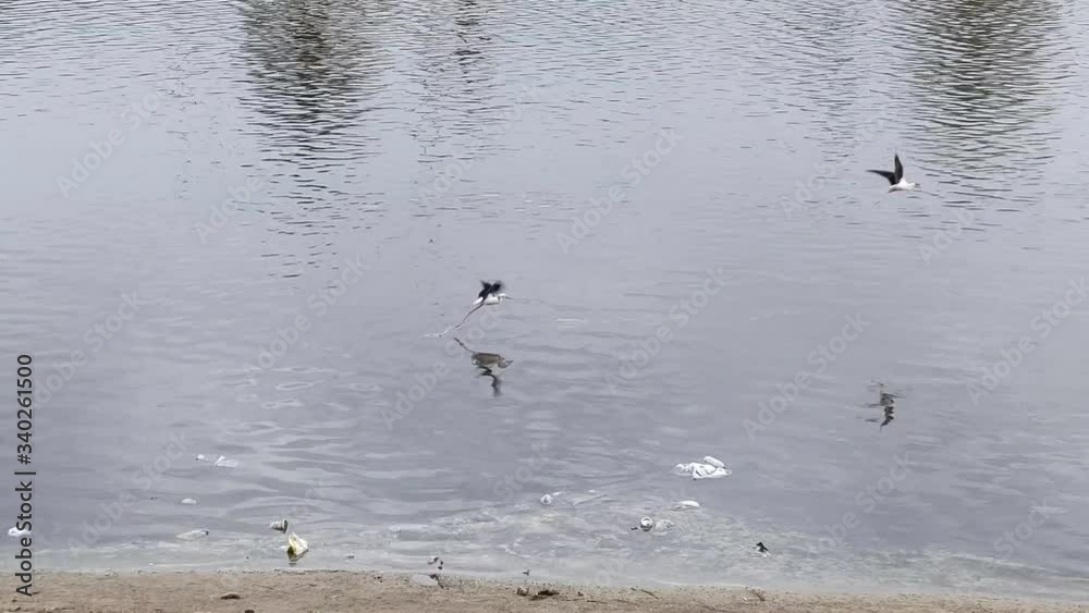Dubai/UAE - Birds in Emirates mall pond park Dubai/UAE - Birds in Emirates mall pond park