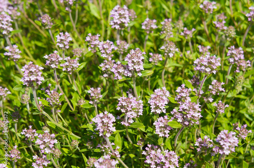 Thymus vulgaris or thyme blossoming plant