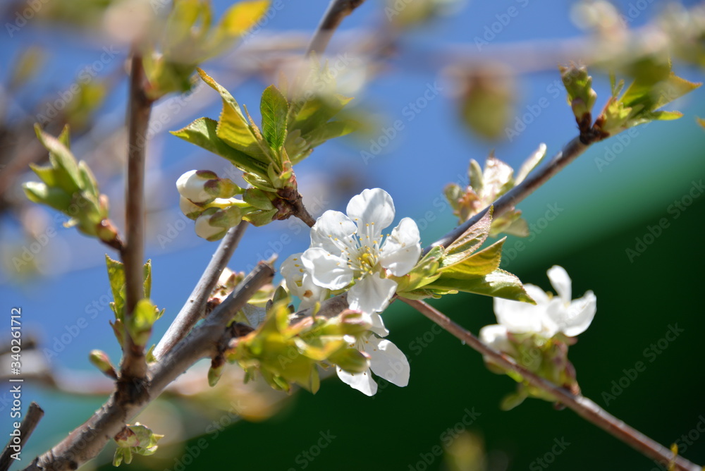 small white flowers bloom in spring on a cherry tree small white flowers bloom in spring on a cherry tree