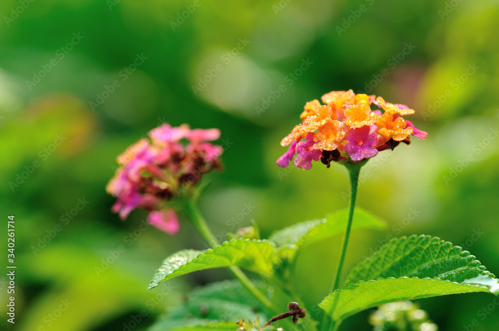 Beautiful little yellow and pink lantana camara flowers blooming in spring Beautiful little yellow and pink lantana camara flowers blooming in spring