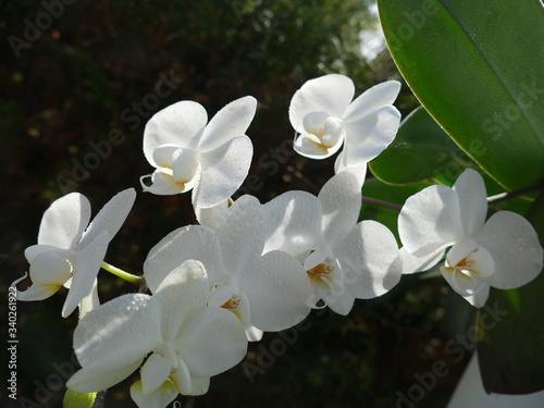 weiße schmetterlingsorchideen photo