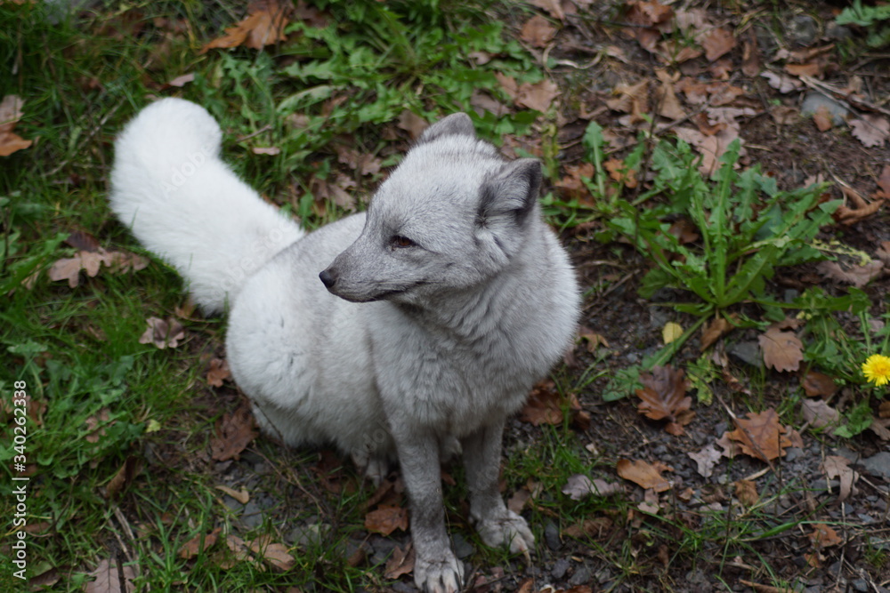 Obraz premium renard