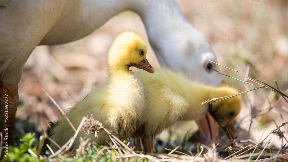 Dos patitos amarillos con su mama pata