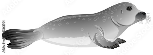 Little gray seal on white background