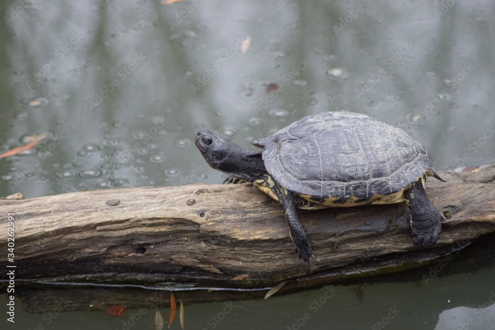 Obraz premium tortue