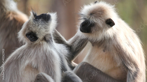 Foto Dos macacos despiojandose