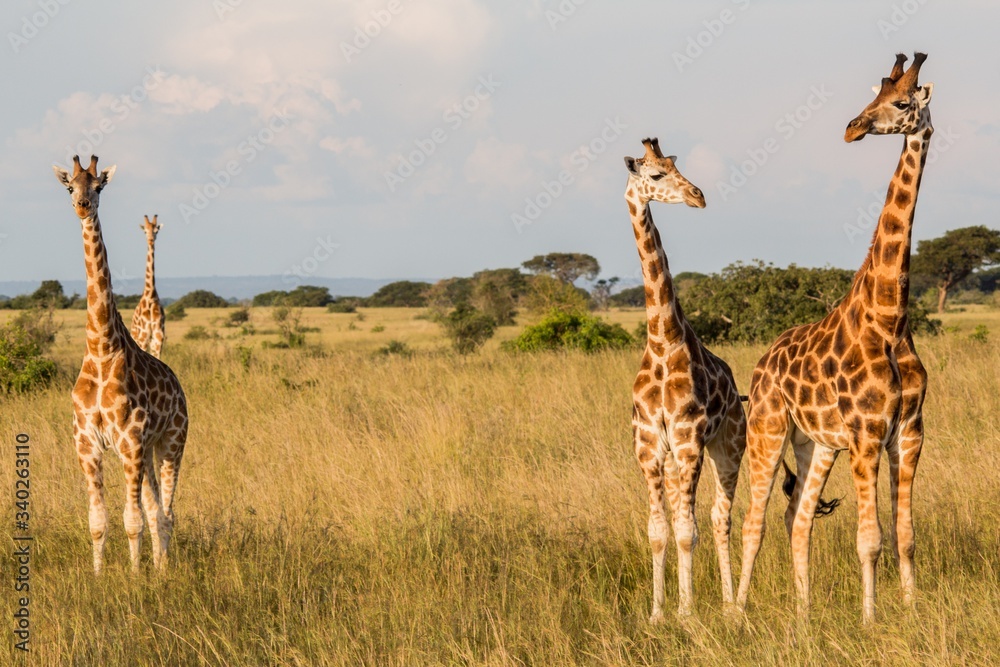 Tres jirafas en la sabana africana durante un safari Stock Photo | Adobe  Stock