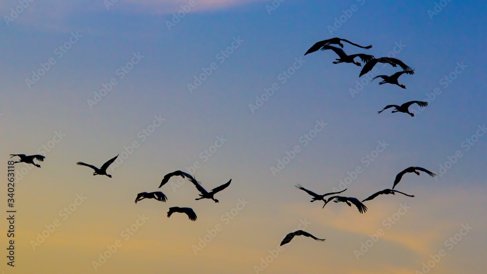 Bandada de aves exoticas volando en el cielo con colores del atardecer Bandada de aves exoticas volando en el cielo con colores del atardecer