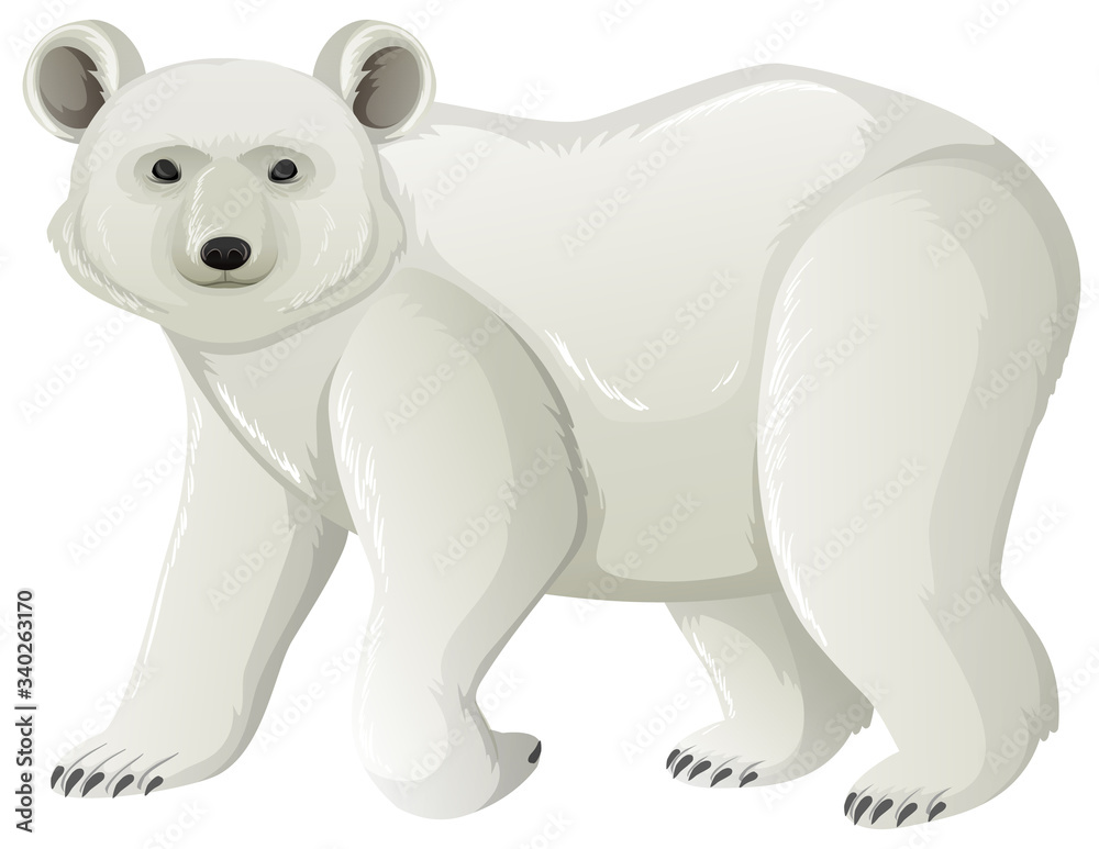 One polar bear standing on white background One polar bear standing on white background