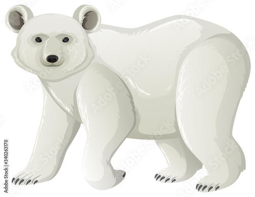 One polar bear standing on white background © blueringmedia