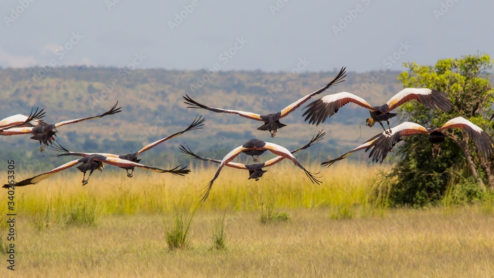 Fotka „Bandada de aves exoticas en un safari por Africa, aves volando en la  sabana africana, aves emigrando“ ze služby Stock | Adobe Stock