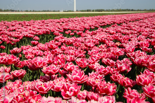 View on rows of pink purple tulips on field of german cultivation farm with countless tulips - Grevenbroich, Germany photo