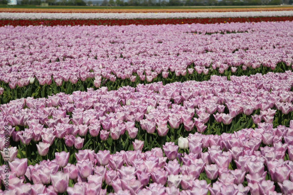 View on rows of pink tulips on field of german cultivation farm with countless tulips - Grevenbroich, Germany