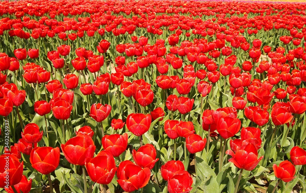 View on countless bright red tulips on field of german cultivation farm with countless tulips - Grevenbroich, Germany
