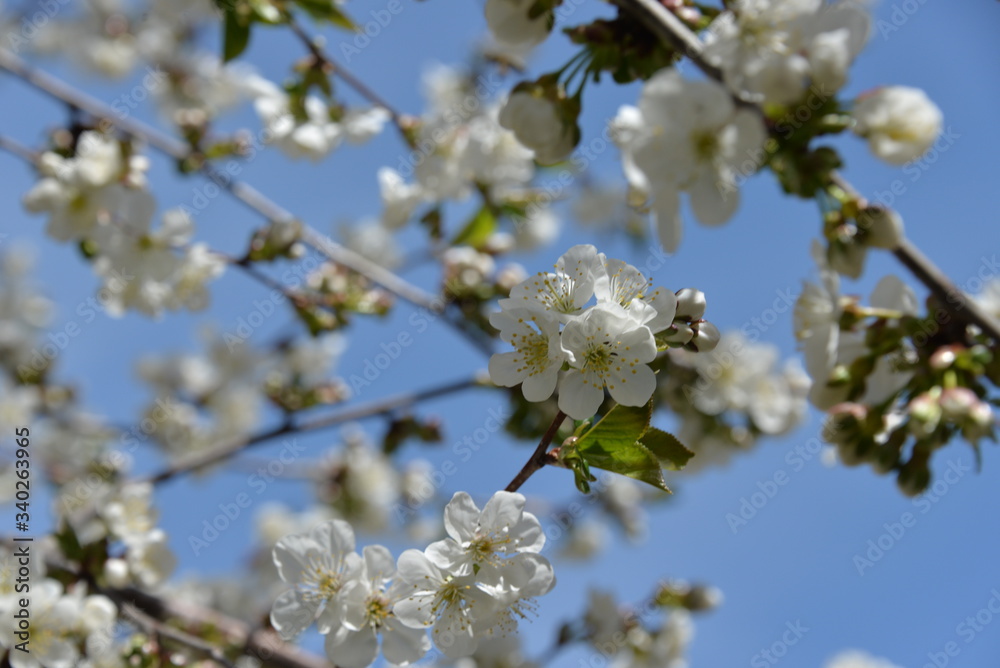 small white flowers bloom in spring on a cherry tree