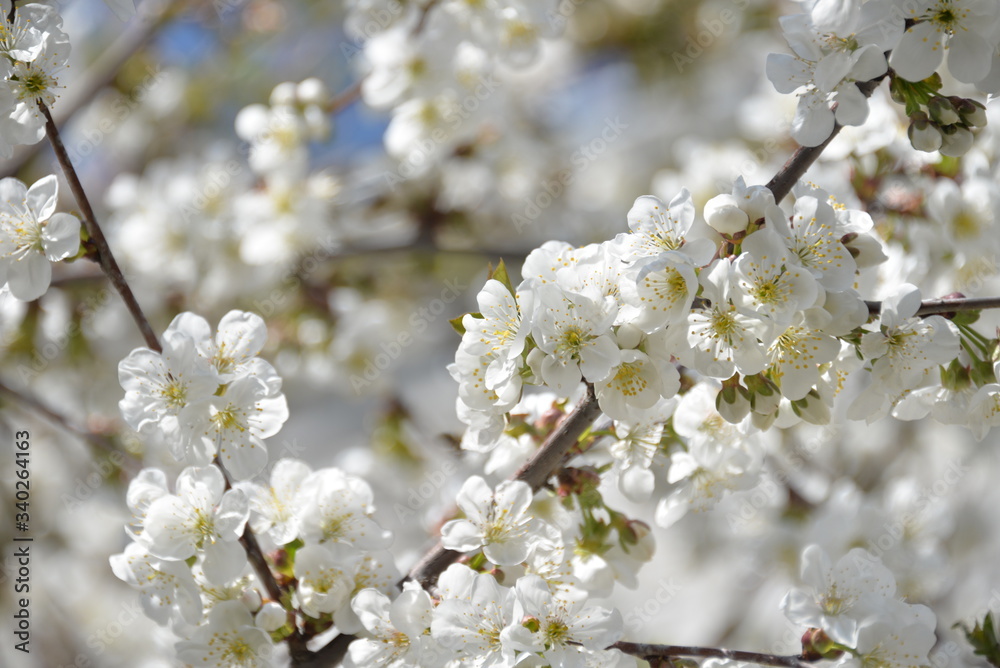 small white flowers bloom in spring on a cherry tree