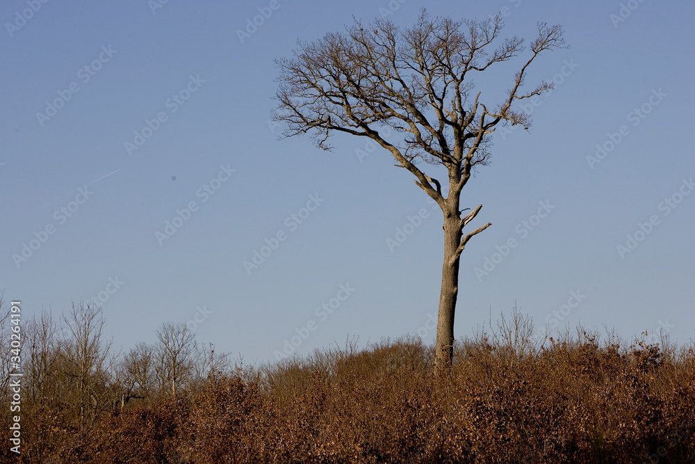 Degat de la tempete en foret de troncais Degat de la tempete en foret de troncais