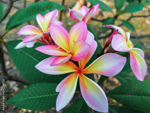 Close up pink  white and yellow Plumeria flowers  in a garden.Frangipani tropical flower  plumeria flower are bloom.