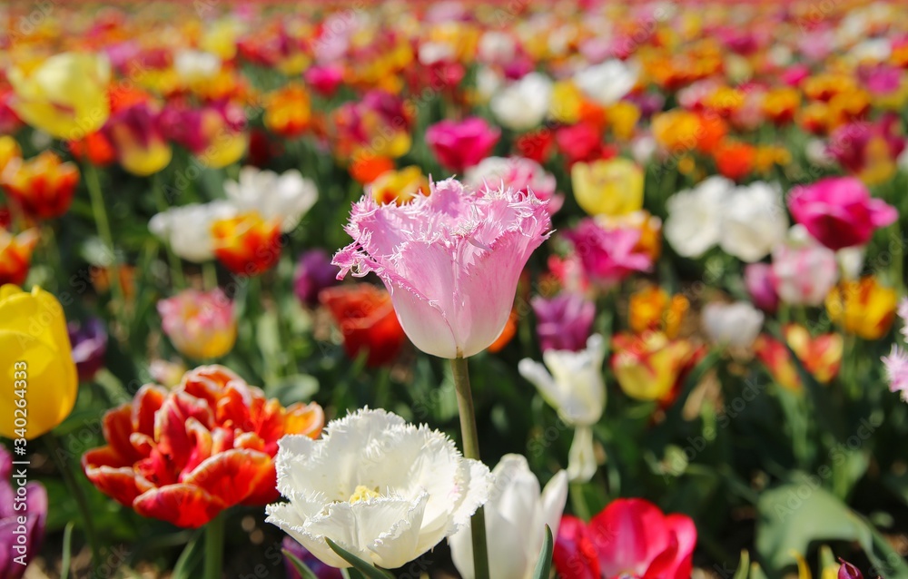 View on field with colorful tulip bulbs. (Focus on pink flower in center - curly fringed sue, tulipa hybrida) - Grevenbroich, Germany