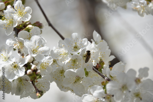 small white flowers bloom in spring on a cherry tree © MOZHINA