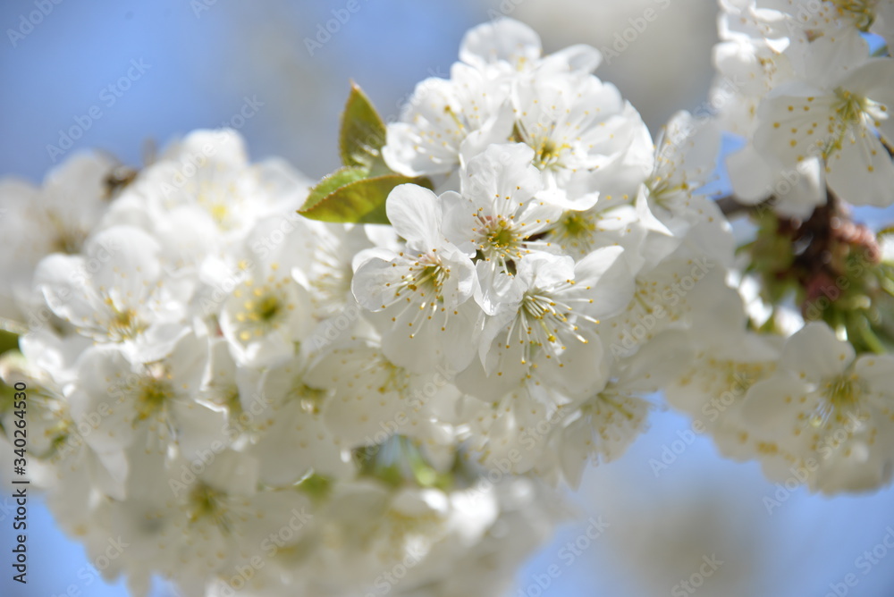 small white flowers bloom in spring on a cherry tree