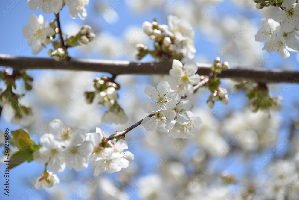 small white flowers bloom in spring on a cherry tree small white flowers bloom in spring on a cherry tree