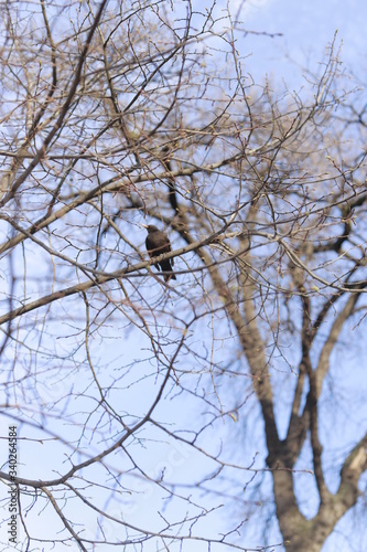 bird on the branches of a tree in winter