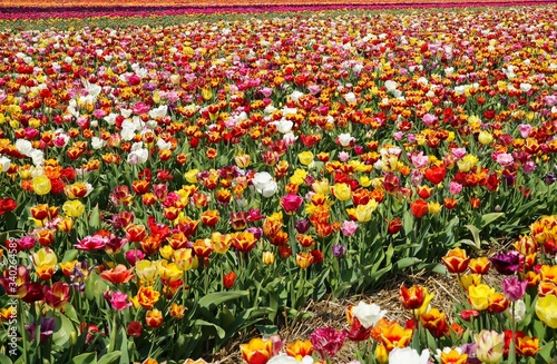 View on field with countless colorful  tulips of german cultivation farm, Grevenbroich, Germany photo