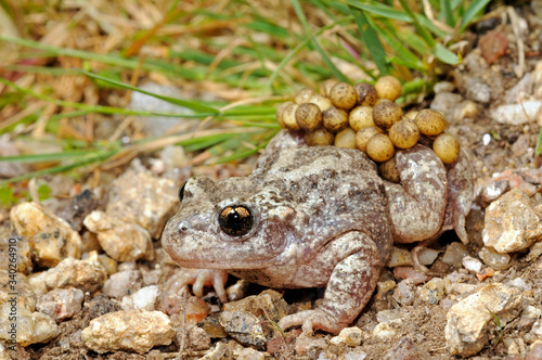 Geburtshelferkröte (Alytes obstetricans boscai) aus Portugal - Common midwife toad from Portugal photo