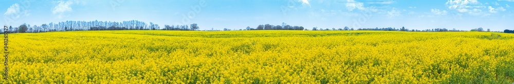 Yellow Flower Rapeseed Field in Spring Panorama Background Layer Texture