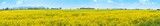 Yellow Flower Rapeseed Field in Spring Panorama Background Layer Texture