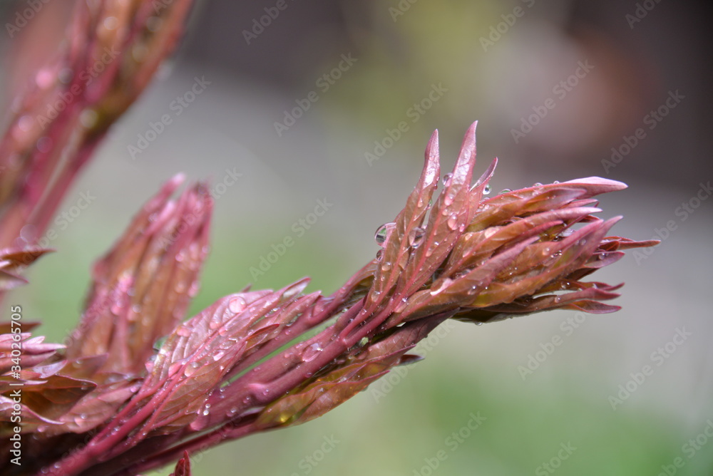 Fototapeta premium peonies bloom in the garden in spring