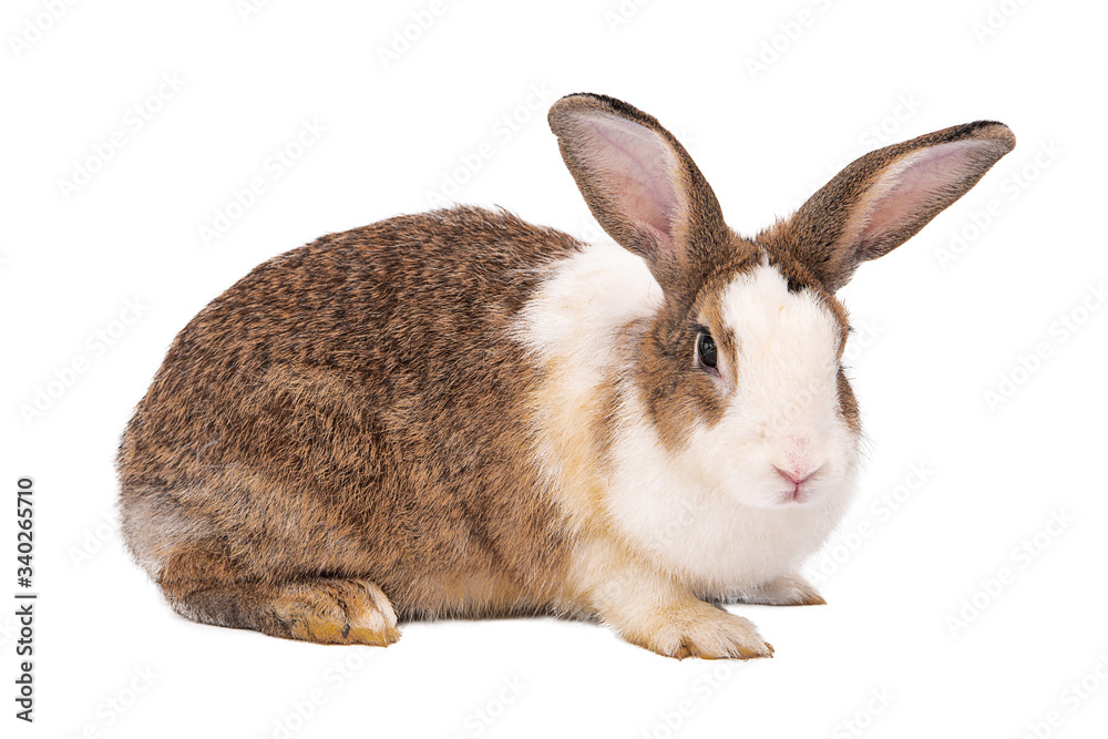 Obraz premium Rabbit on a white background,