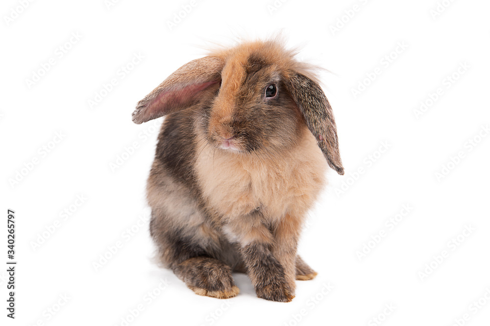 Rabbit on a white background, Rabbit on a white background,