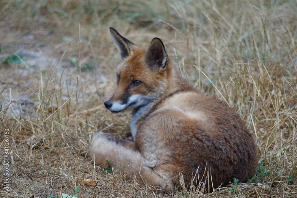 renard roux renard roux