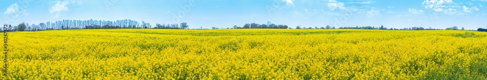 Yellow Flower Rapeseed Field in Spring Panorama Background Layer Texture