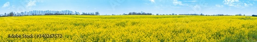 Yellow Flower Rapeseed Field in Spring Panorama Background Layer Texture © Pluto119