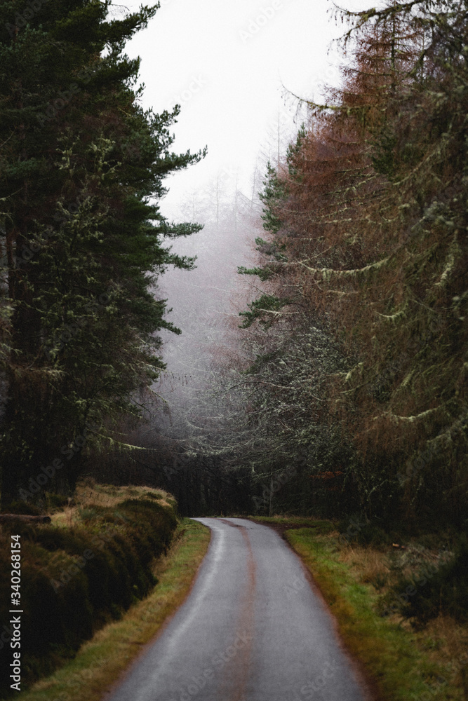 Fototapeta premium road in the forest