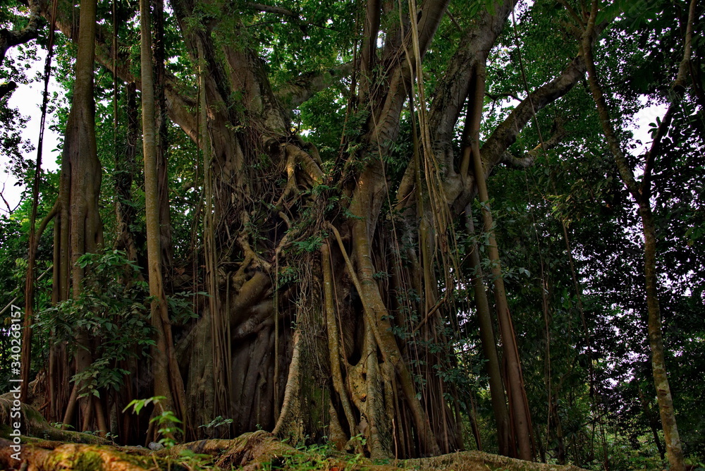 Eastern India. The State Of Assam. An ancient tree with a thick trunk, on the territory of a Hindu temple near the city of Guwahati.