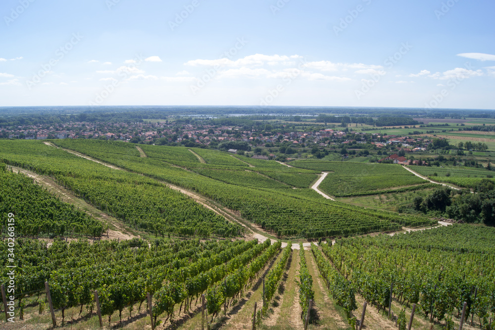 Rows of vineyard in the village of Tokaj in Hungary, view from the top of the hill