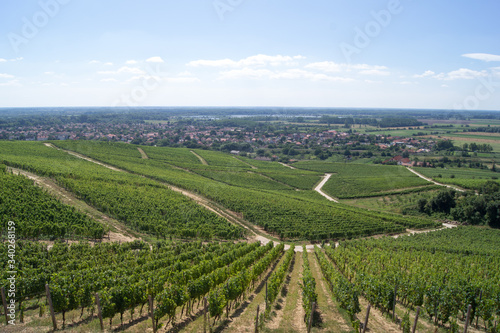 Rows of vineyard in the village of Tokaj in Hungary, view from the top of the hill