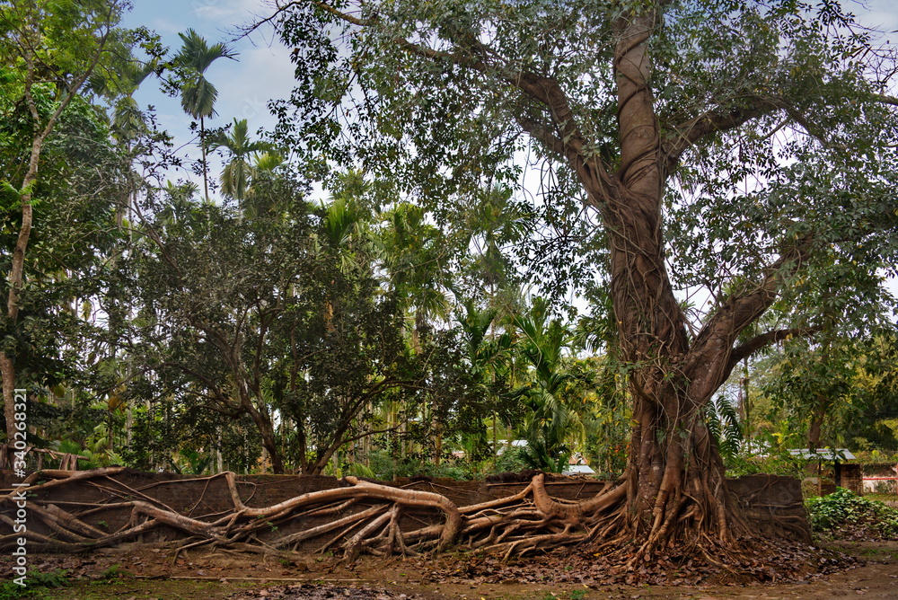Fototapeta premium Eastern India. The State Of Assam. A huge ficus tree that has taken root along the wall of a stone fence in a farming village