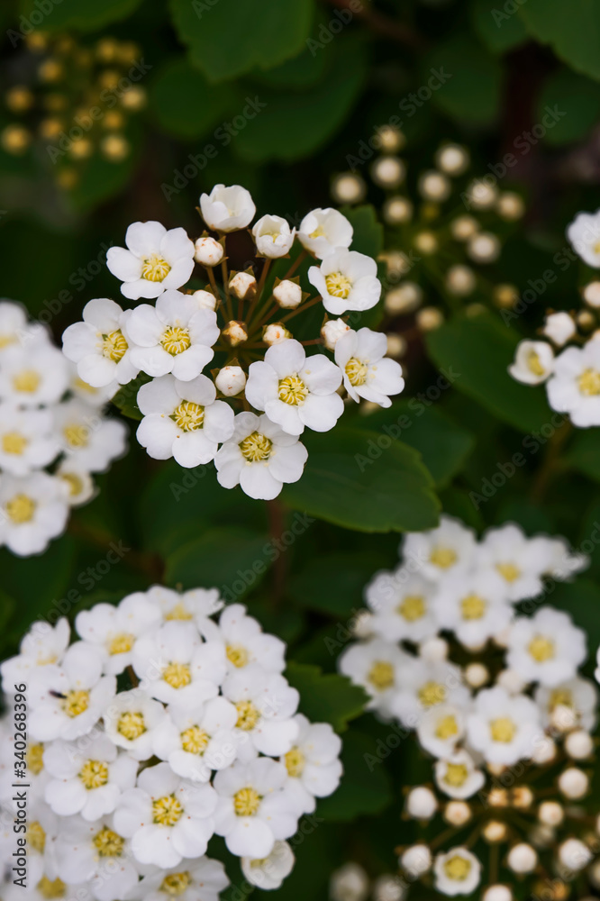 Very small white flowers. Macro photo. White balls of flowers. Blooming grass in the spring. Green stems of plants close-up. Beauty is in the details. White balls of flowers. Very small white flowers. Macro photo. White balls of flowers. Blooming grass in the spring. Green stems of plants close-up. Beauty is in the details. White balls of flowers.