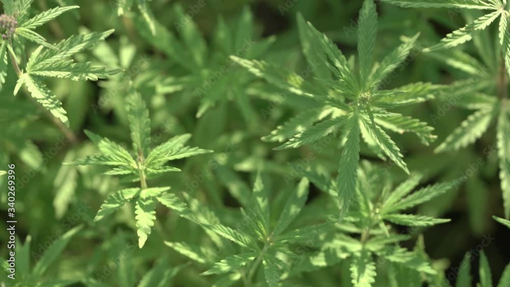Marijuana field. Cannabis cultivation. Close up view on a leave of canabis swaying in the wind. Marijuana field. Cannabis cultivation. Close up view on a leave of canabis swaying in the wind.